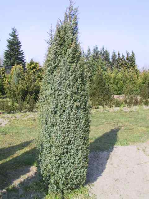 Juniperus communis Hibernica.JPG